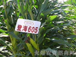玉米种子-登海605